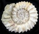 Pavlovia Ammonite Fossil - Siberia #29736-1